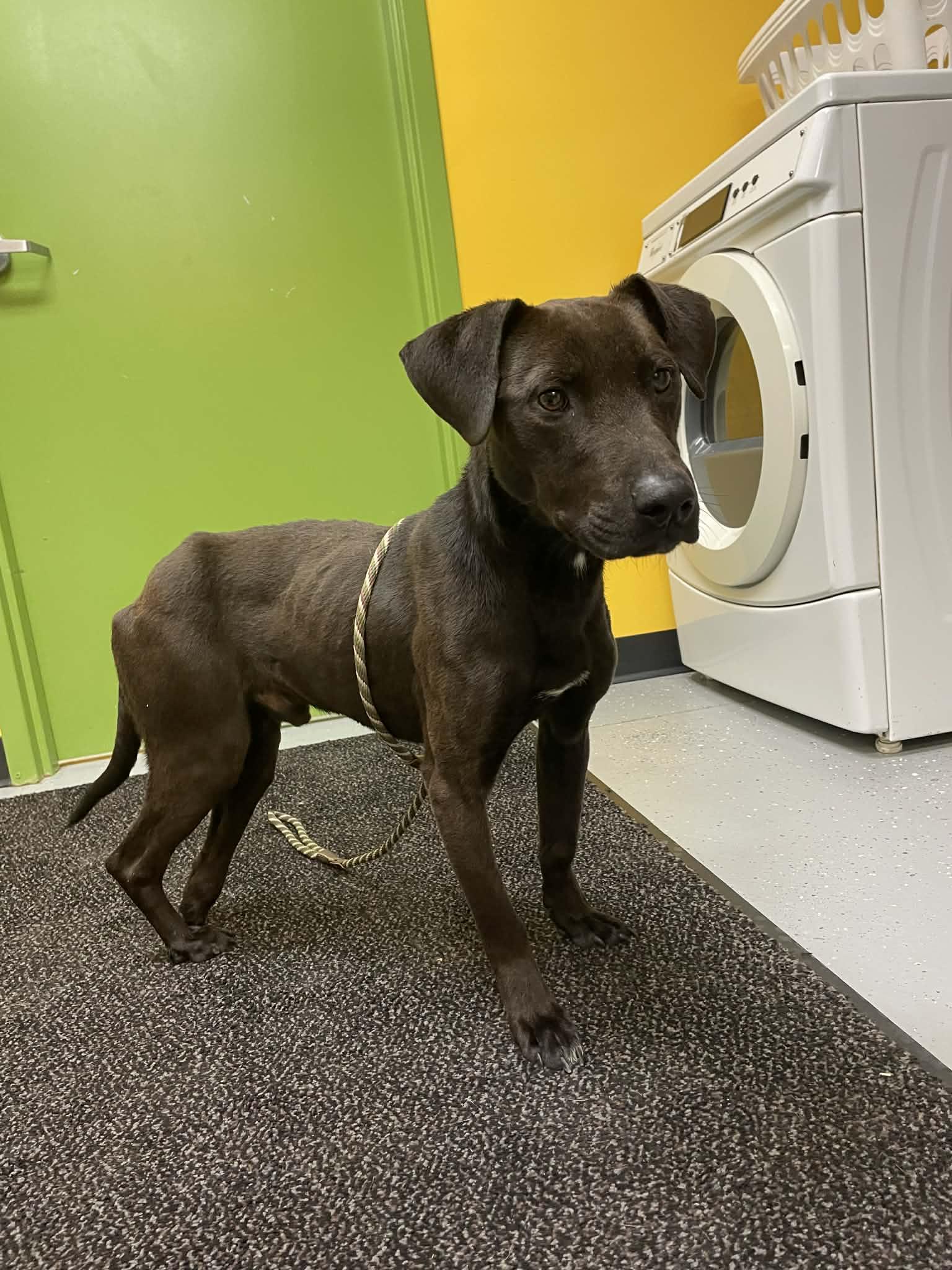 Enlarge Legolas, a ADOPTABLE mixed breed in Bishopville, SC image 2/5