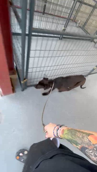 Enlarge Legolas, a ADOPTABLE mixed breed in Bishopville, SC video 5/5