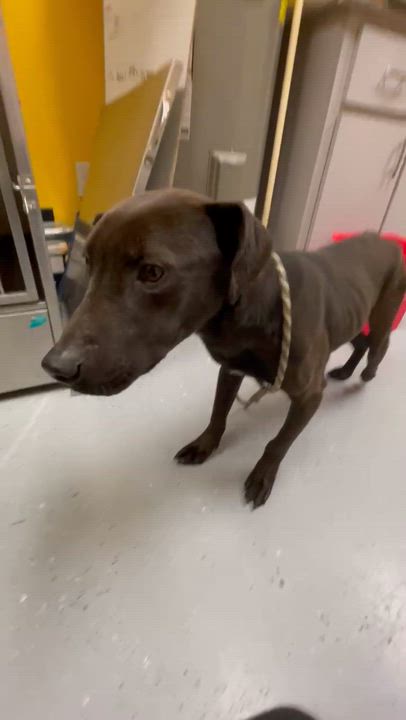 Enlarge Legolas, a ADOPTABLE mixed breed in Bishopville, SC video 4/5