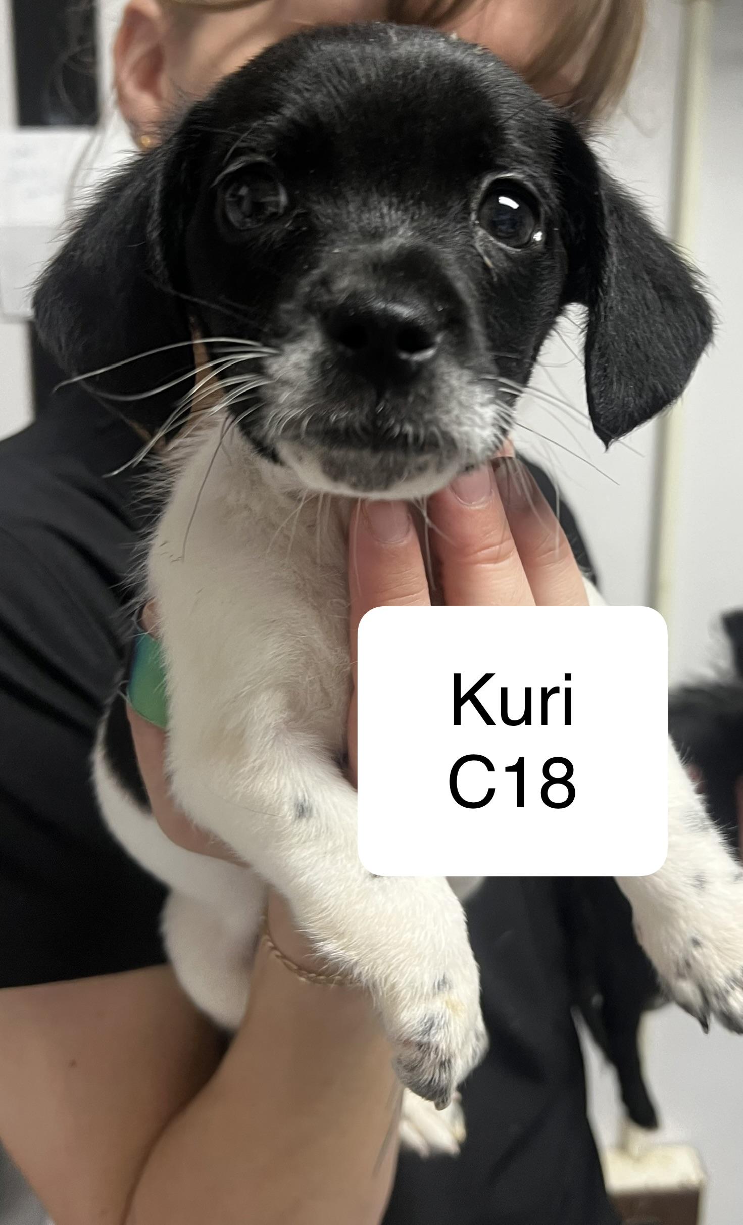Kuri, adopted, Puppy Male Chihuahua.