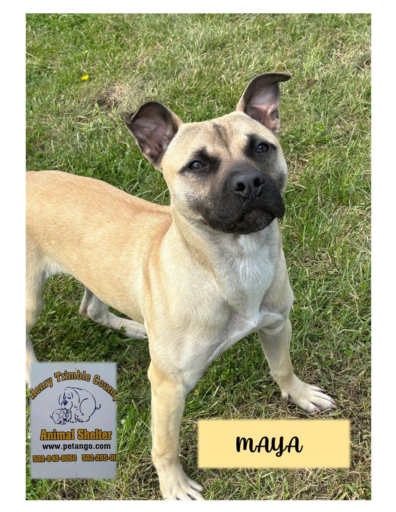 Enlarge Maya, a other mixed breed in Sulphur, KY image 3/5