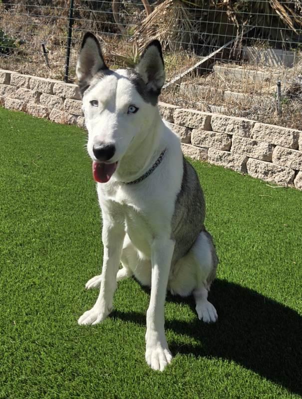 Enlarge Lucky, a Adopted Siberian Husky in Orange, CA image 2/3