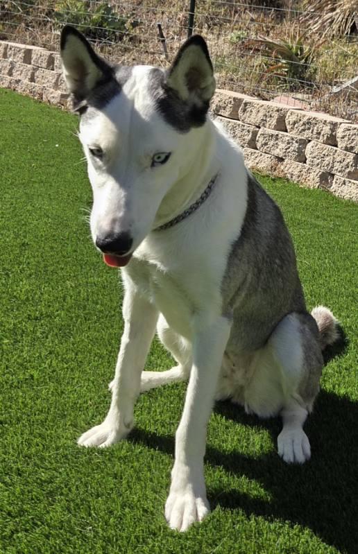 Enlarge Lucky, a Adopted Siberian Husky in Orange, CA image 3/3