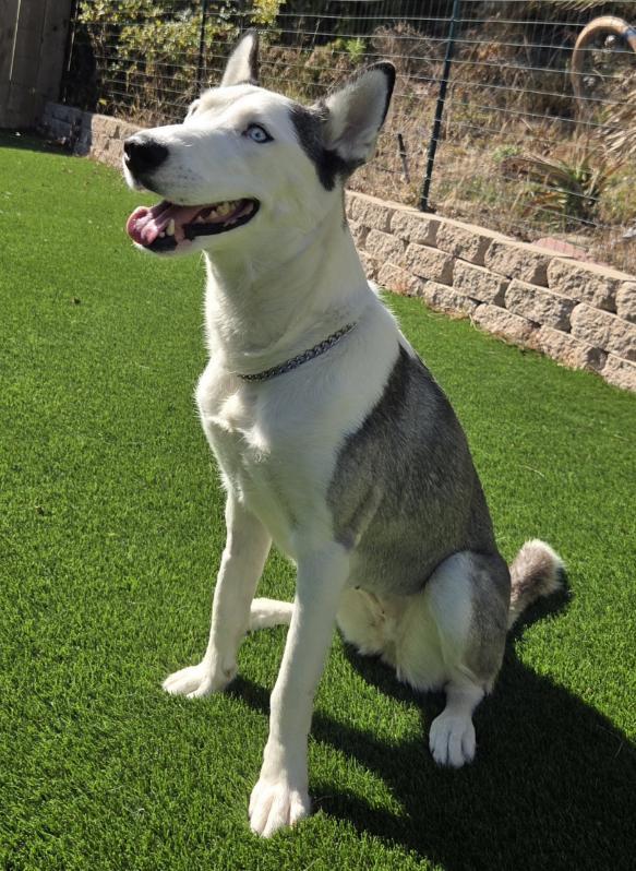 Lucky, a Adoptable Siberian Husky in Orange, CA image 3/3