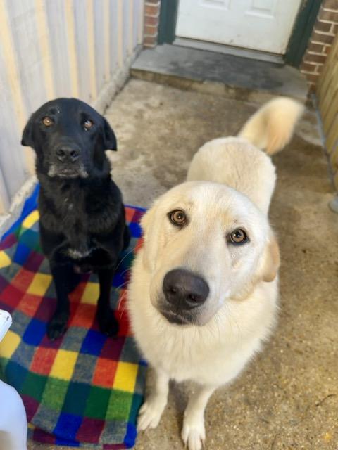 Enlarge Echo, a ADOPTABLE mixed breed in Ponchatoula, LA image 1/4