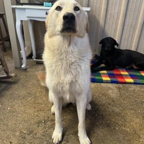 Enlarge Echo, a ADOPTABLE mixed breed in Ponchatoula, LA image 2/4