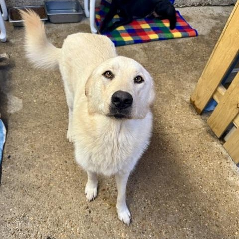 Echo, ADOPTABLE, Adult Female Shepherd.