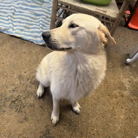 Enlarge Echo, a ADOPTABLE mixed breed in Ponchatoula, LA image 4/4