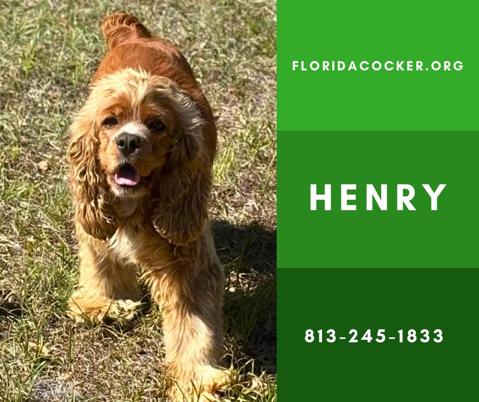 Enlarge Henry, a ADOPTABLE Cocker Spaniel in Land O Lakes, FL image 1/1