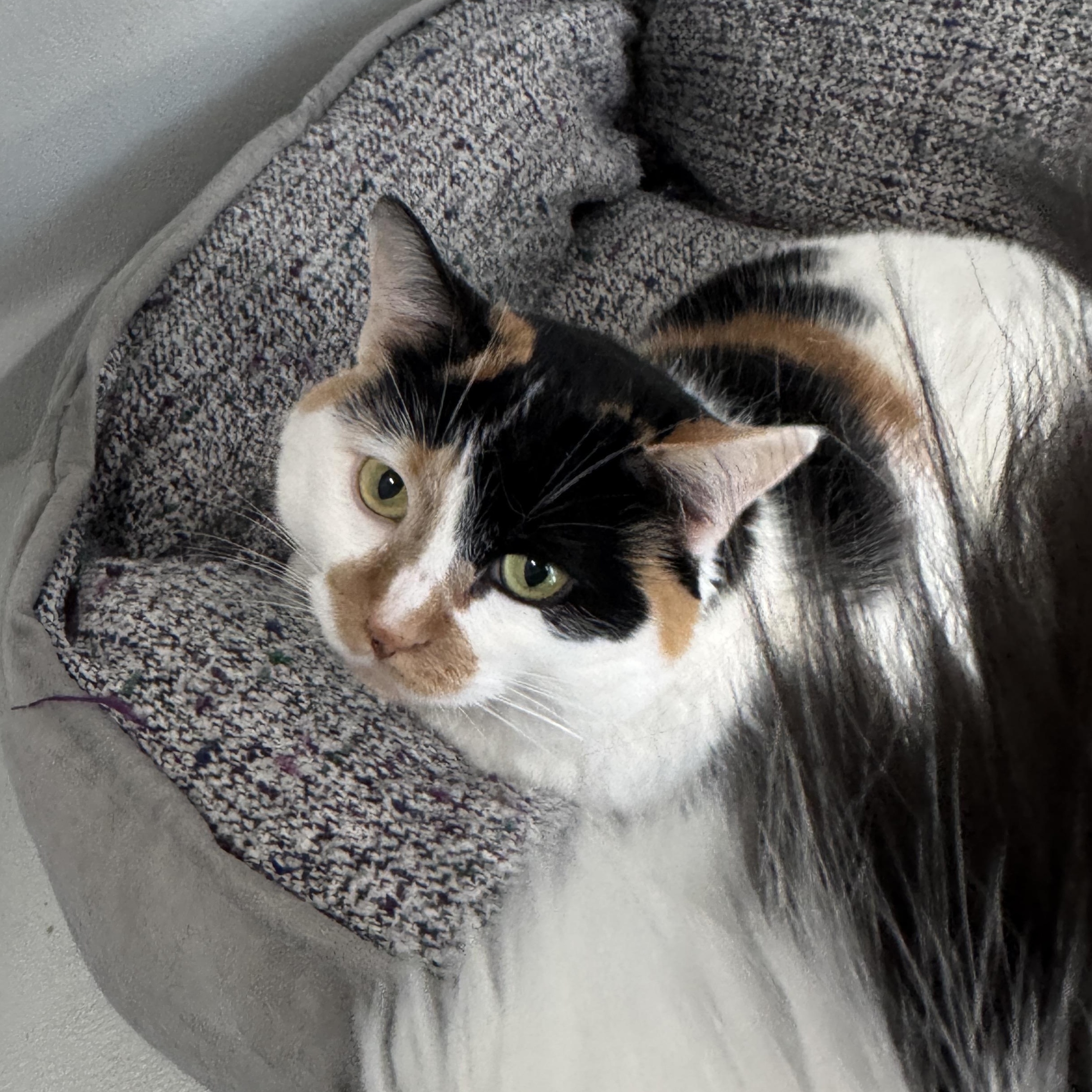 Alice & Hope, adopted, Adult Female Domestic Long Hair & Domestic Short Hair.