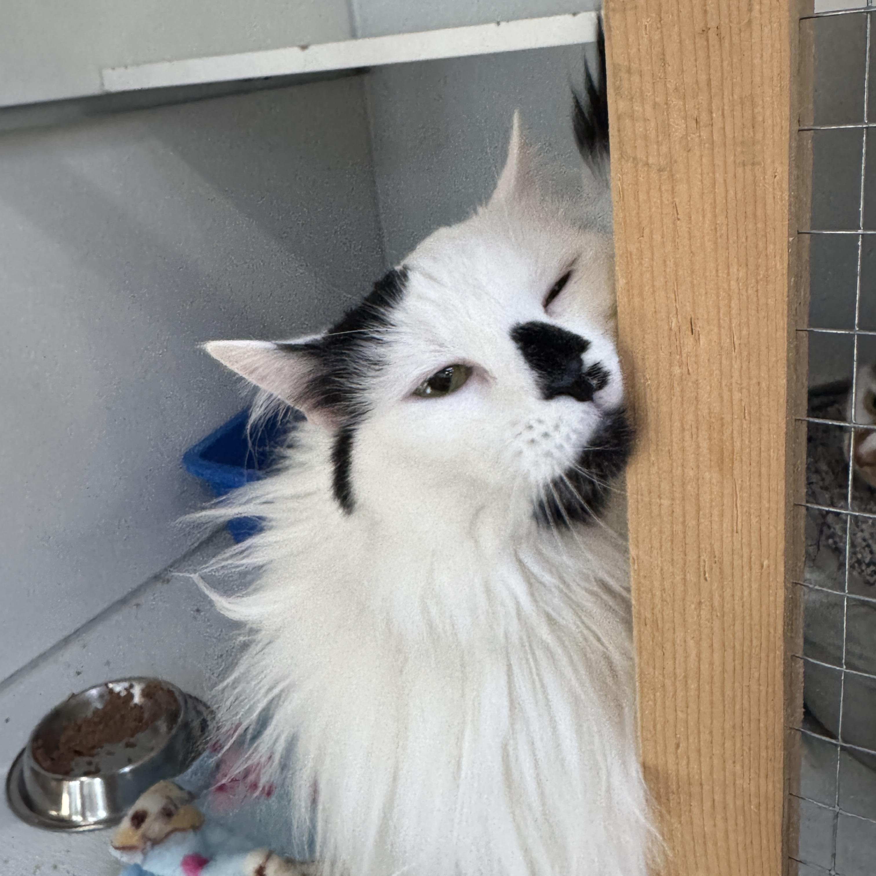 Enlarge Alice & Hope, an adopted mixed breed in Courtenay, BC image 2/2