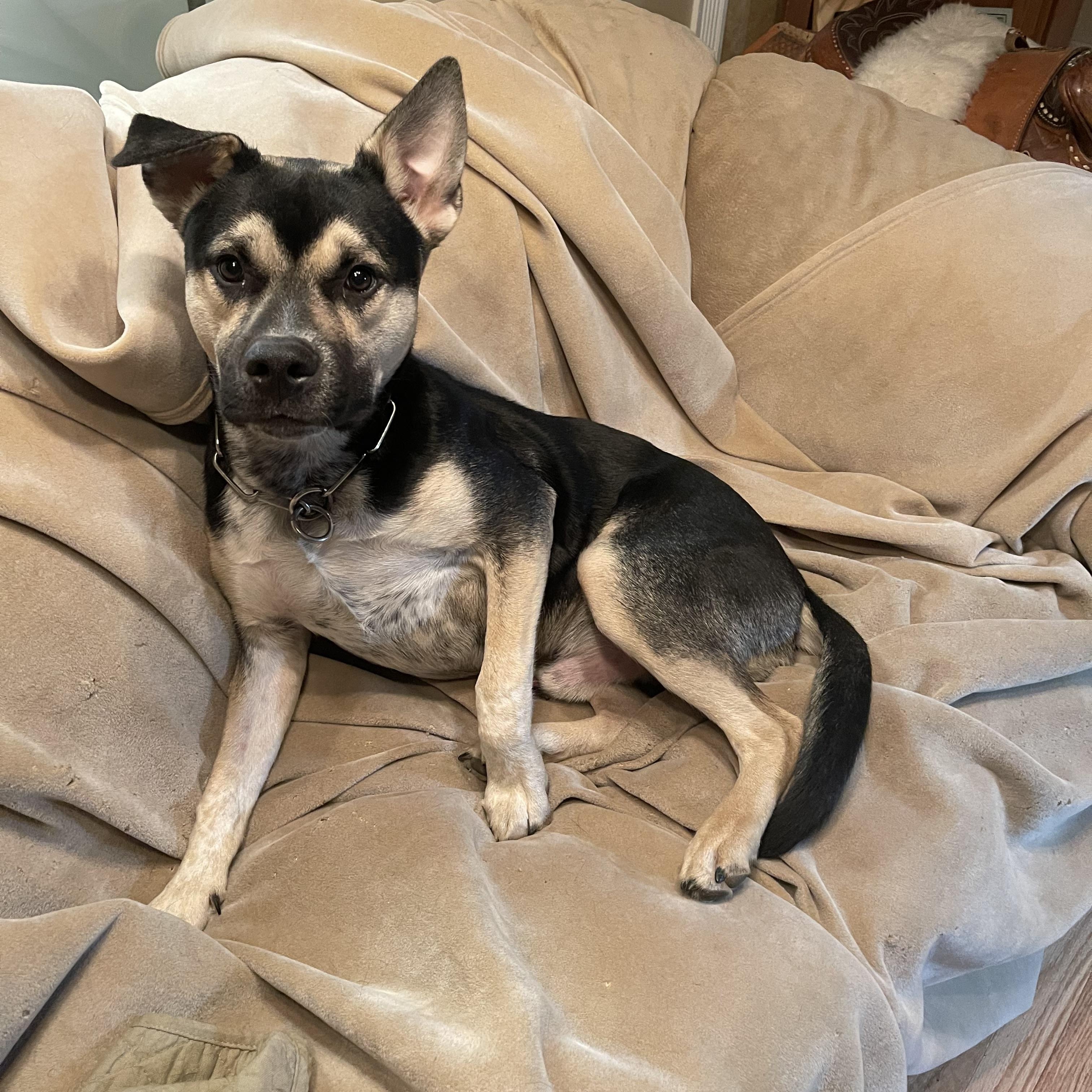 Enlarge Ozzy, a ADOPTABLE mixed breed in Mechanicsburg, PA image 1/3