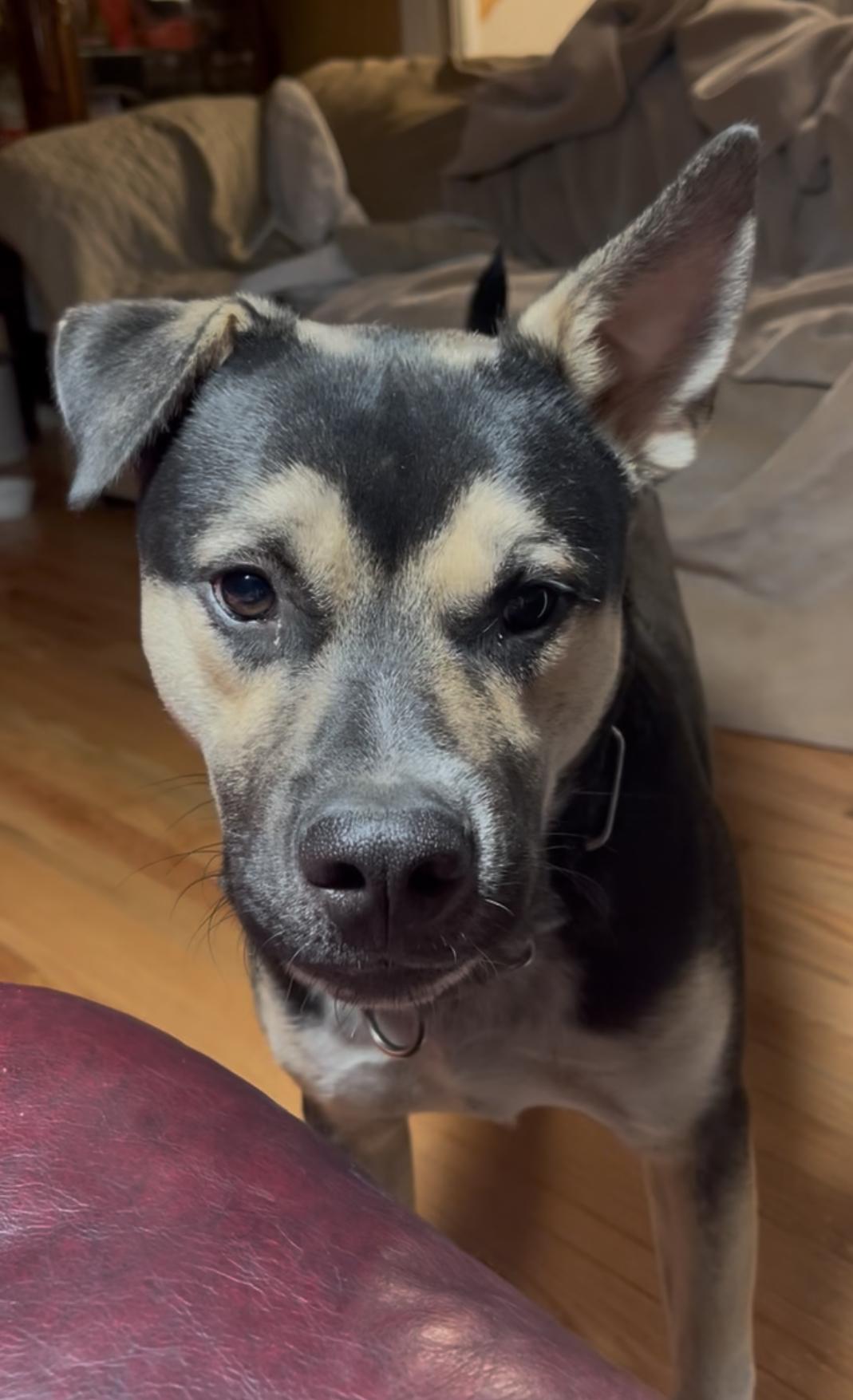 Enlarge Ozzy, a ADOPTABLE mixed breed in Mechanicsburg, PA image 2/3