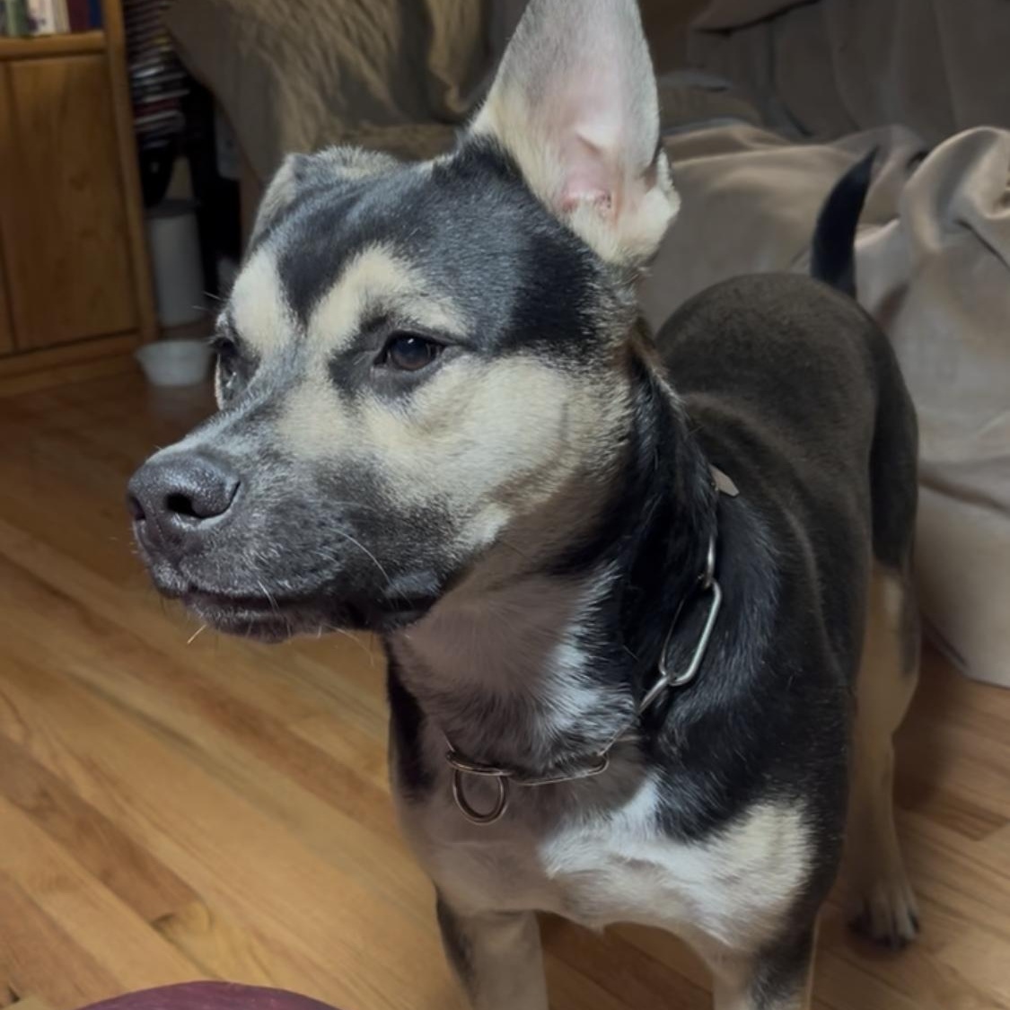 Enlarge Ozzy, a ADOPTABLE mixed breed in Mechanicsburg, PA image 3/3