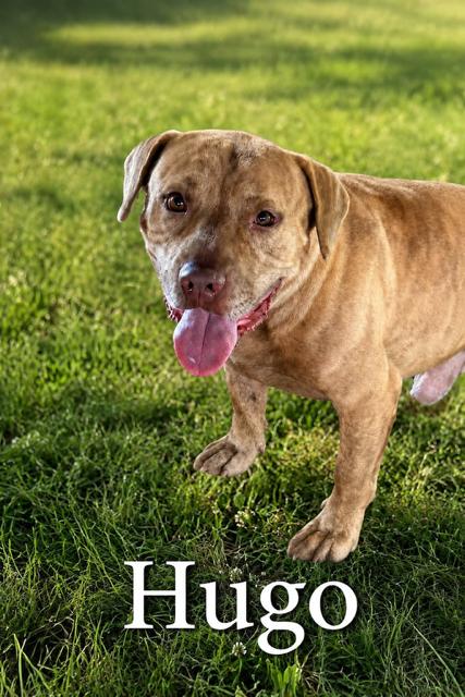 Enlarge Hugo, a Adoptable mixed breed in Zimmerman, MN image 2/2