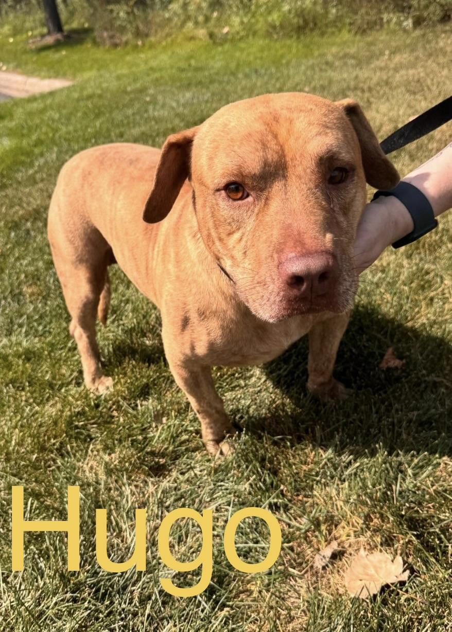 Enlarge Hugo, a Adoptable mixed breed in Zimmerman, MN image 1/2