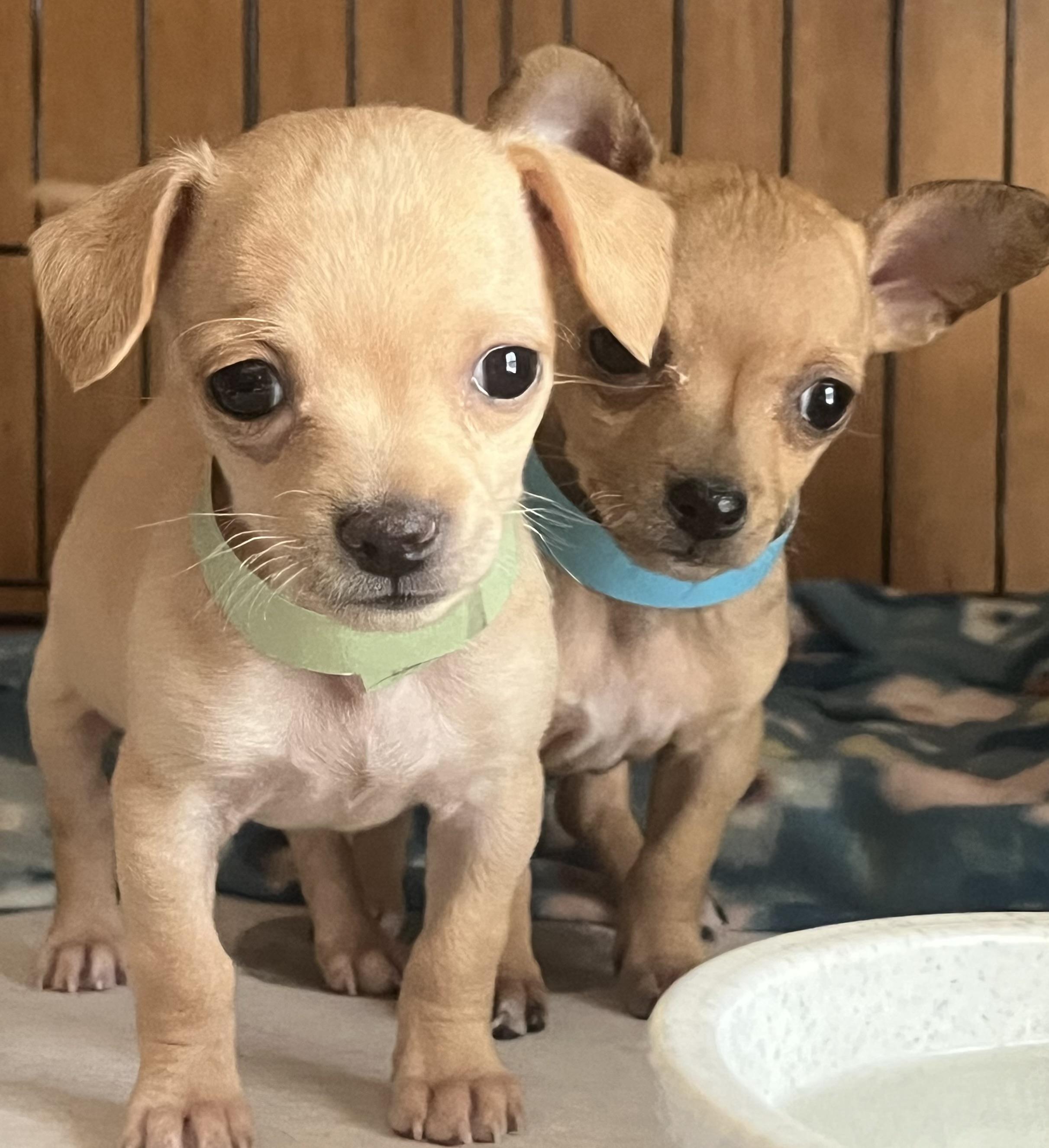 Dewey and Louie, Adoptable, Puppy Male Chihuahua.
