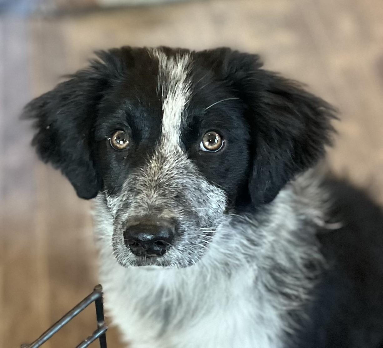 Enlarge Mikey, an adopted mixed breed in East Syracuse, NY image 2/4