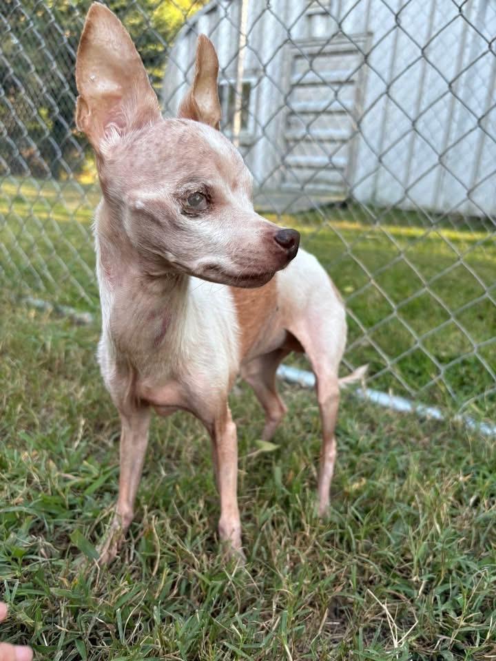 Enlarge Firefly, a Adoptable Chihuahua in Hampton, VA image 1/1