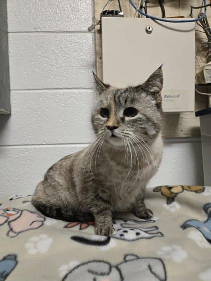 Samantha, Adoptable, Adult Female Domestic Short Hair & Domestic Short Hair.