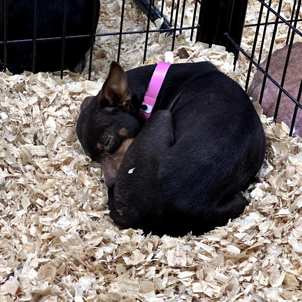 Texas, ADOPTABLE, Adult Female Chihuahua.