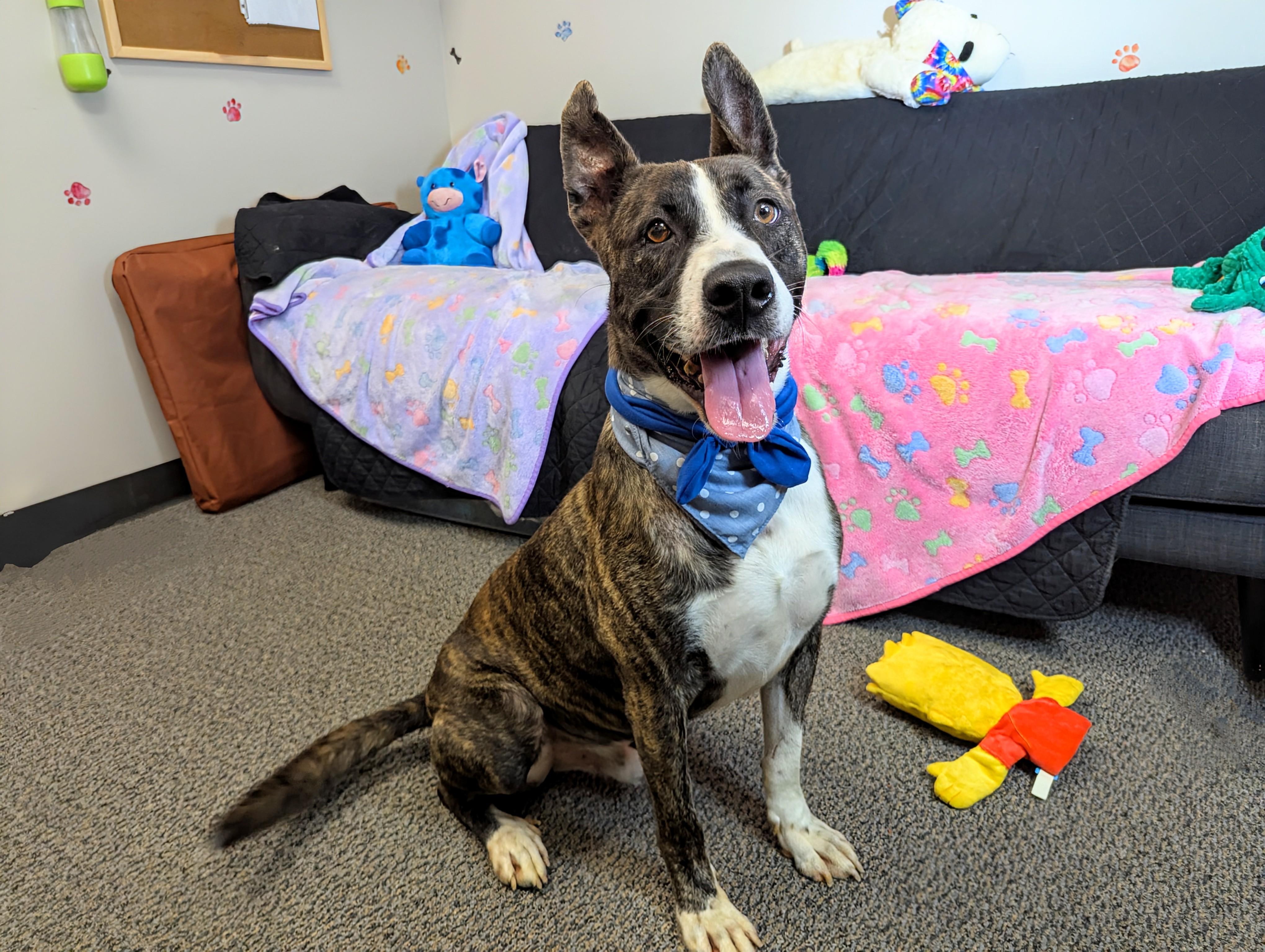 Gizmo — thumbnail 3