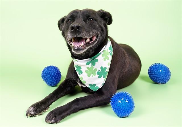 Enlarge SWEETHEART, a Adoptable Labrador Retriever in Fort Lauderdale, FL image 1/1