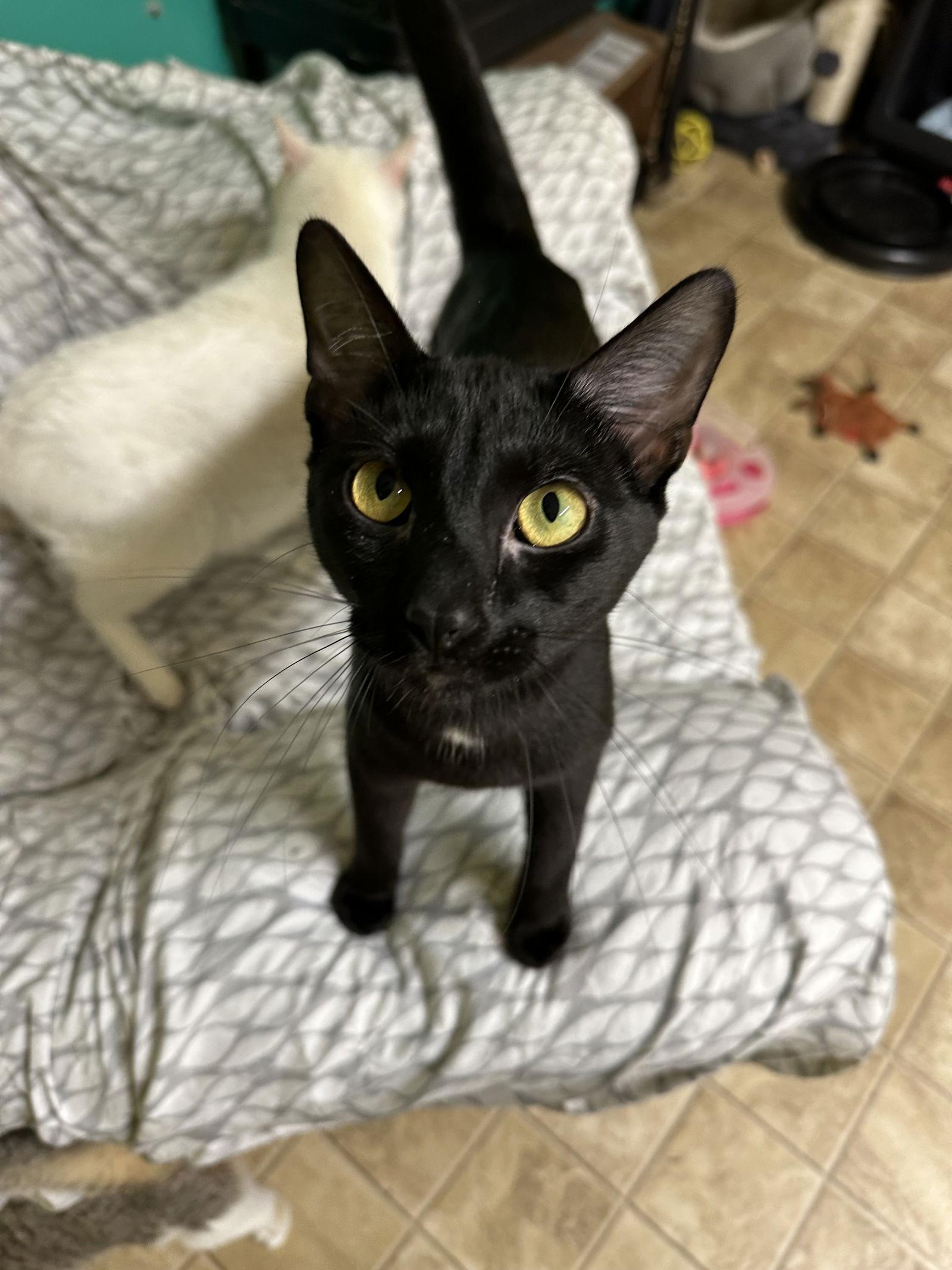 Boo, a Adoptable Domestic Short Hair in Stover, MO image 1/3