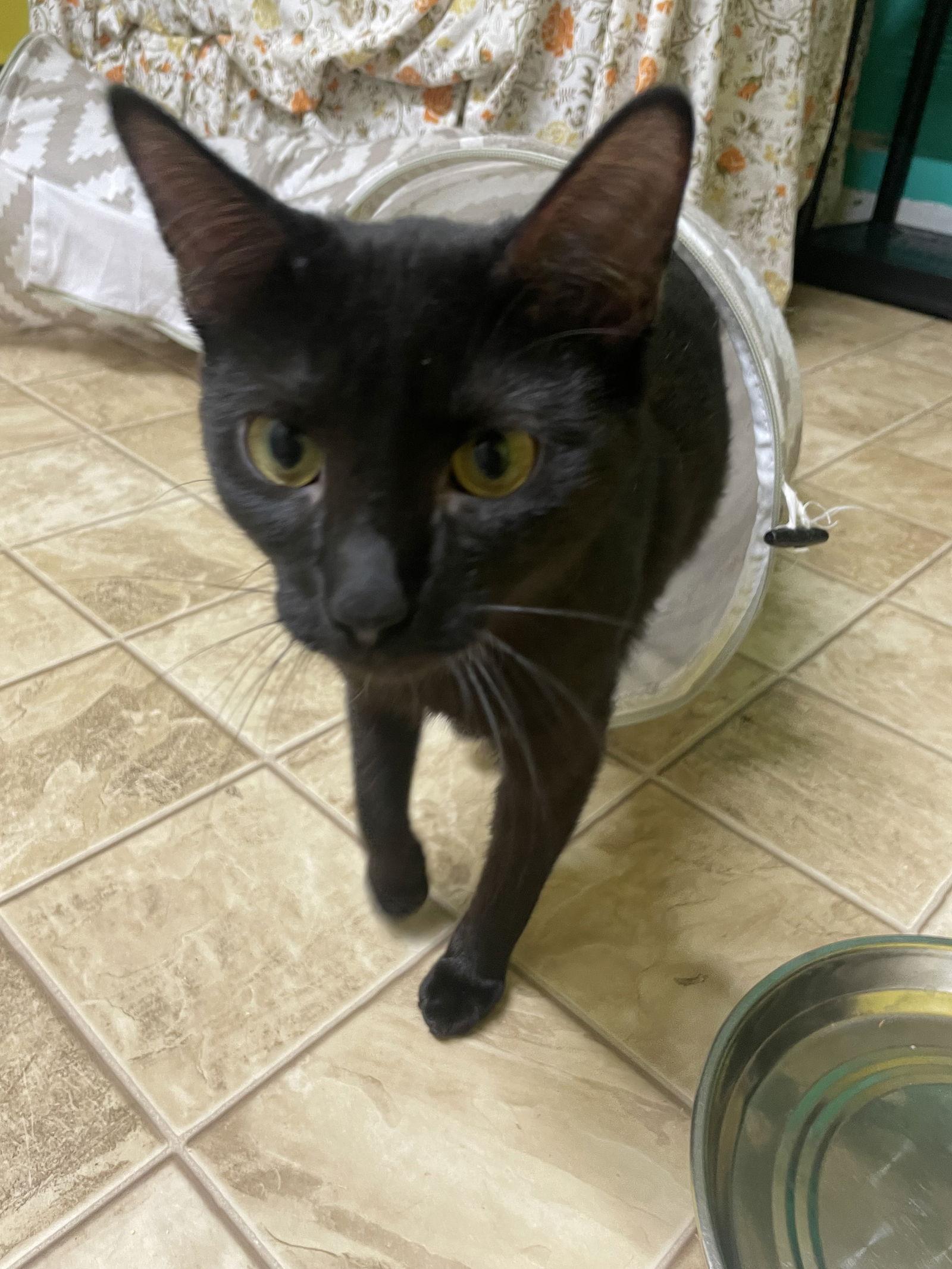 Boo, a Adoptable Domestic Short Hair in Stover, MO image 2/3