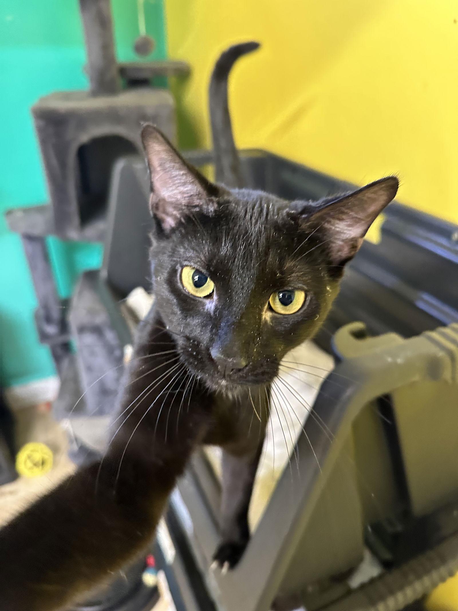 Boo, a Adoptable Domestic Short Hair in Stover, MO image 3/3