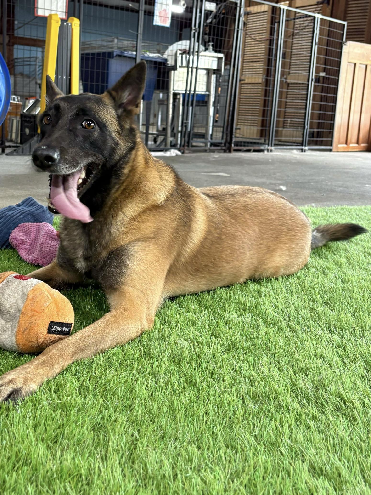 Enlarge Kaya, a Adoptable mixed breed in Houston, TX image 4/5