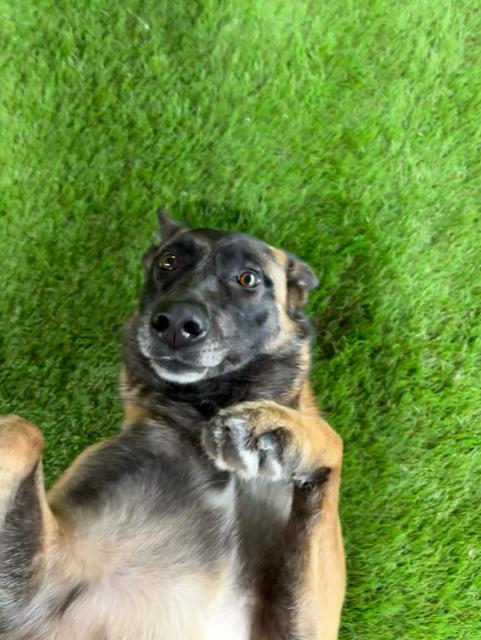 Enlarge Kaya, a Adoptable mixed breed in Houston, TX image 5/5