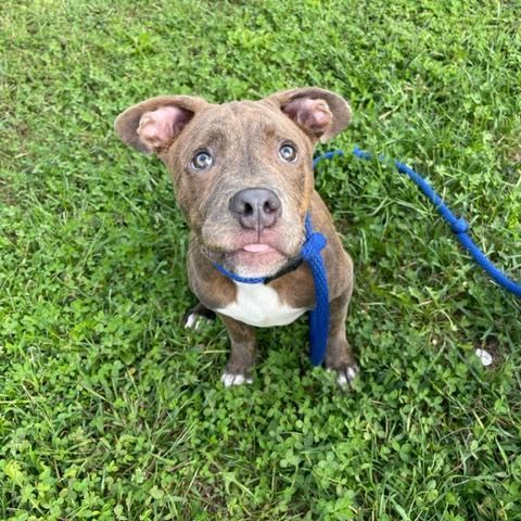 Enlarge Rosco, a Adopted Pit Bull Terrier in Stafford, VA image 1/3