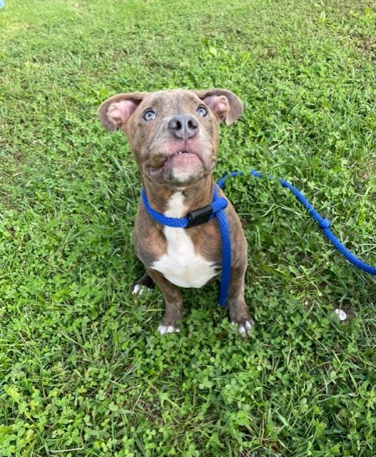 Enlarge Rosco, a Adopted Pit Bull Terrier in Stafford, VA image 2/3