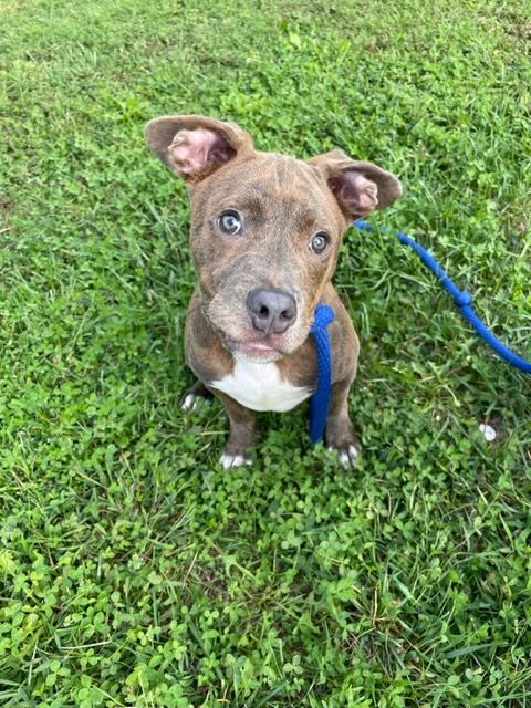 Enlarge Rosco, a Adopted Pit Bull Terrier in Stafford, VA image 3/3