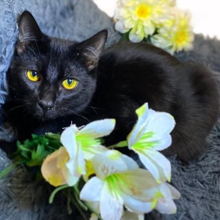Enlarge CRICKET, a Adoptable Domestic Short Hair in Graham, WA image 1/2