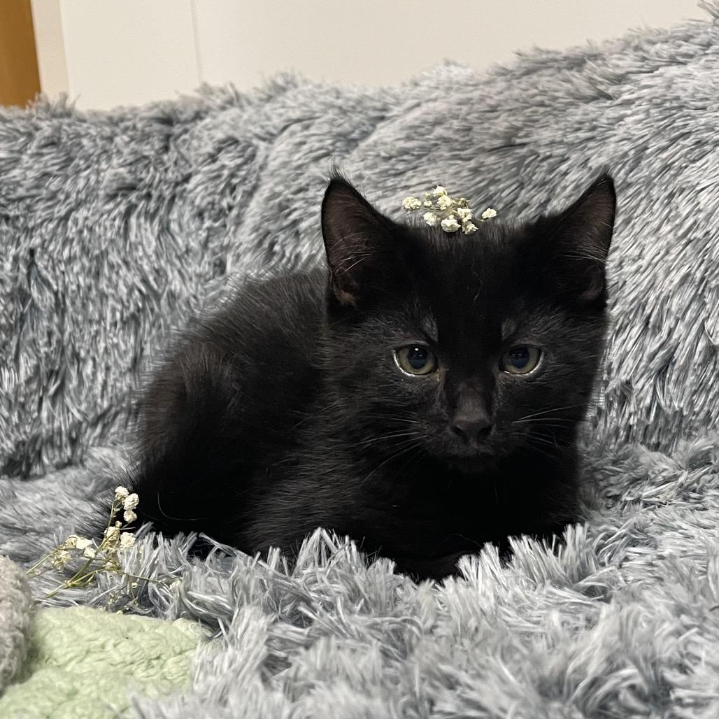 Enlarge CRICKET, a Adoptable Domestic Short Hair in Graham, WA image 2/3