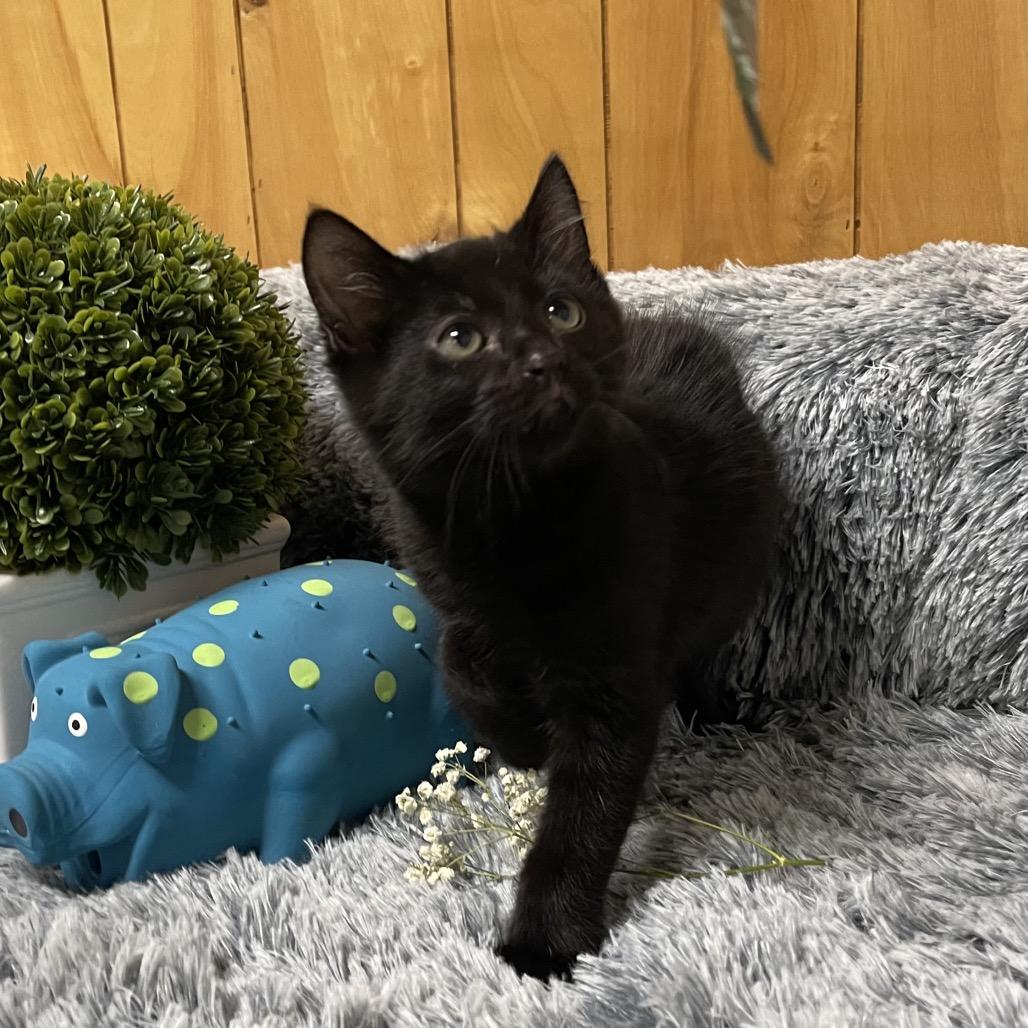 Enlarge CRICKET, a Adoptable Domestic Short Hair in Graham, WA image 3/3