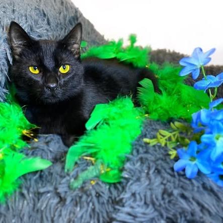Enlarge CRICKET, a Adoptable Domestic Short Hair in Graham, WA image 2/2