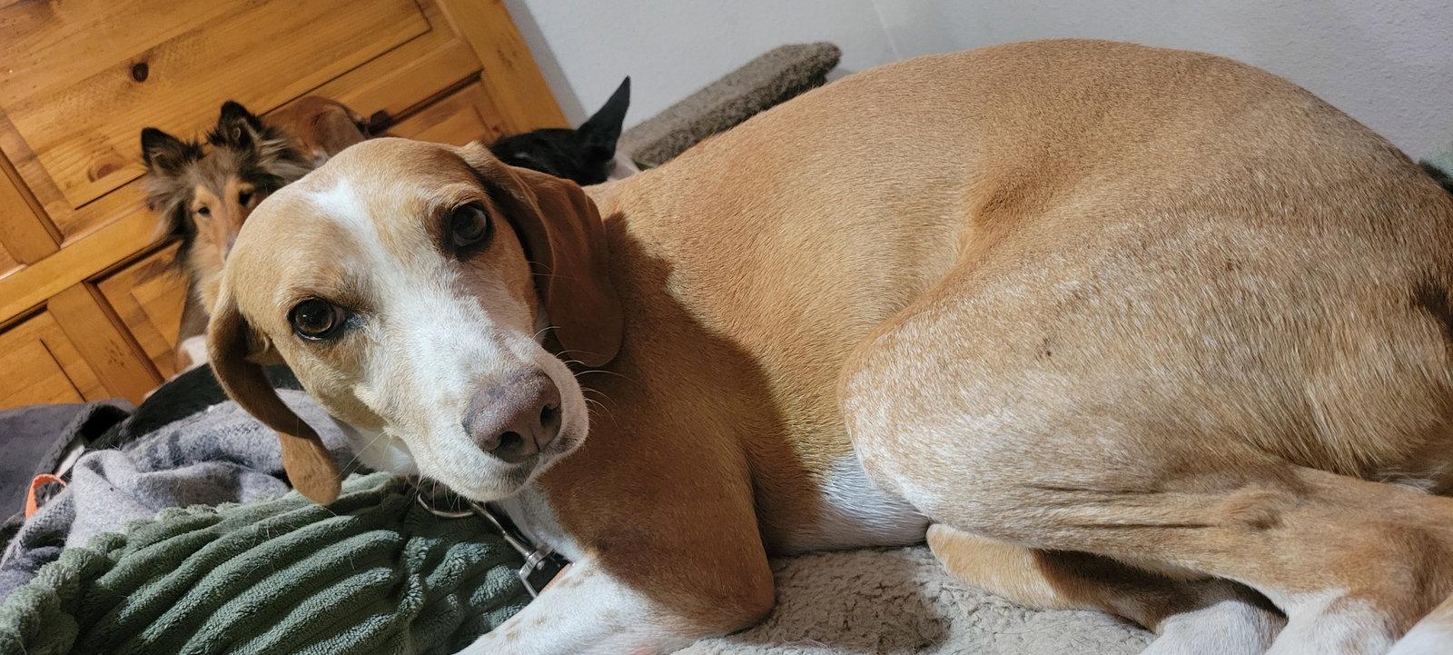 Enlarge Opal, a Adoptable mixed breed in Las Vegas, NV image 2/3