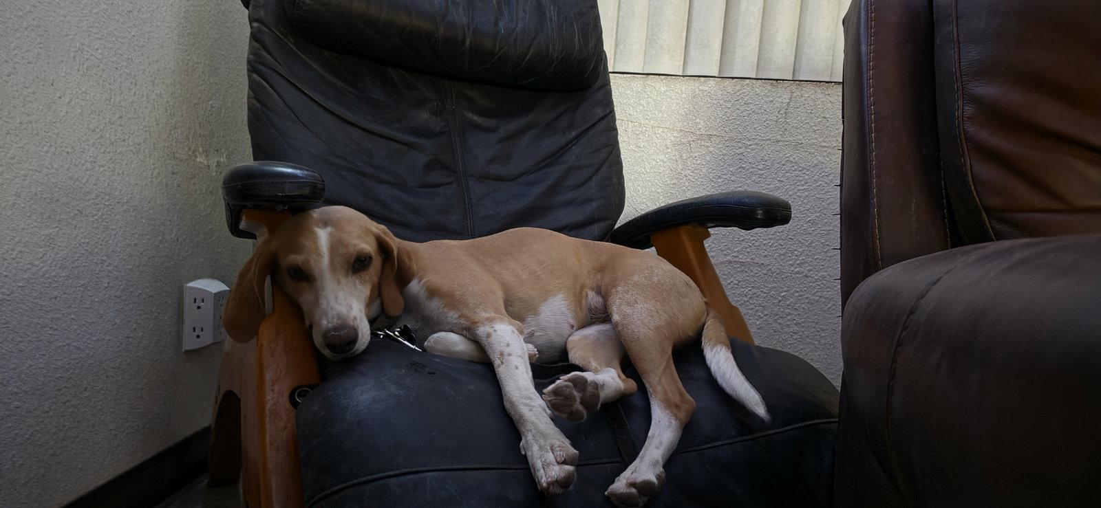 Enlarge Opal, a Adoptable mixed breed in Las Vegas, NV image 3/3