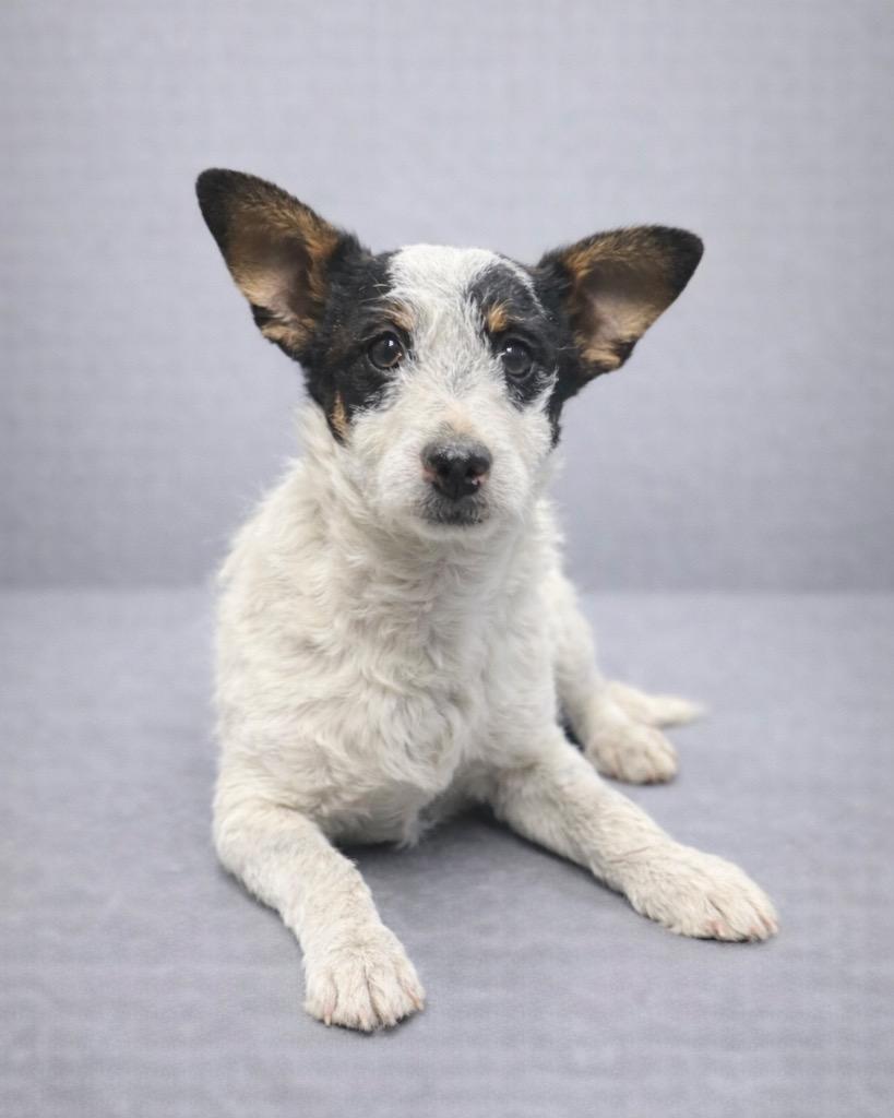 Enlarge Tri-Tip, a Adoptable mixed breed in Reno, NV image 1/3