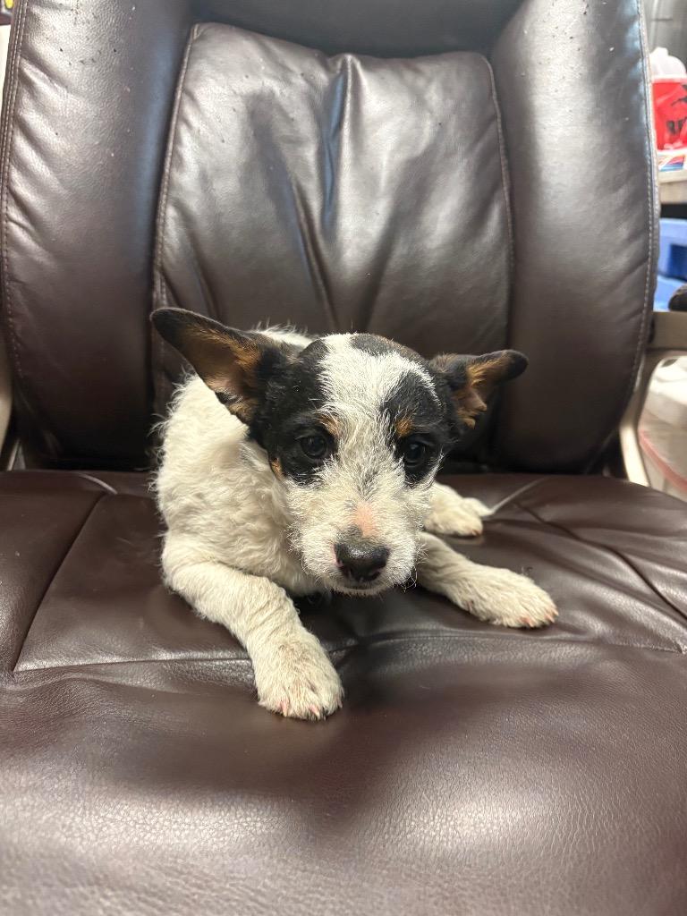 Enlarge Tri-Tip, a Adoptable mixed breed in Reno, NV image 2/3