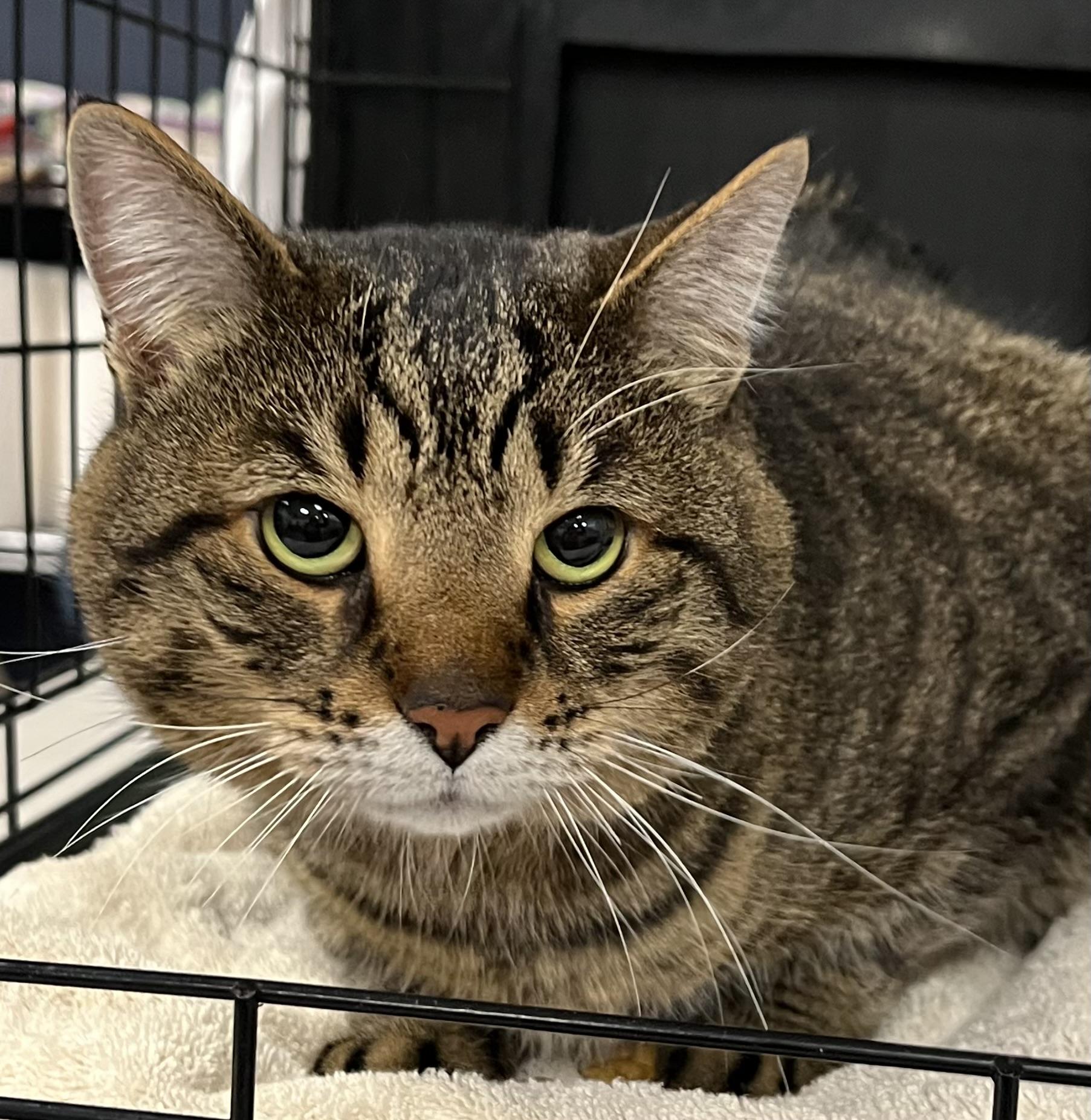 Enlarge Lorenzo, a ADOPTABLE Domestic Short Hair in Johnston, RI image 5/6