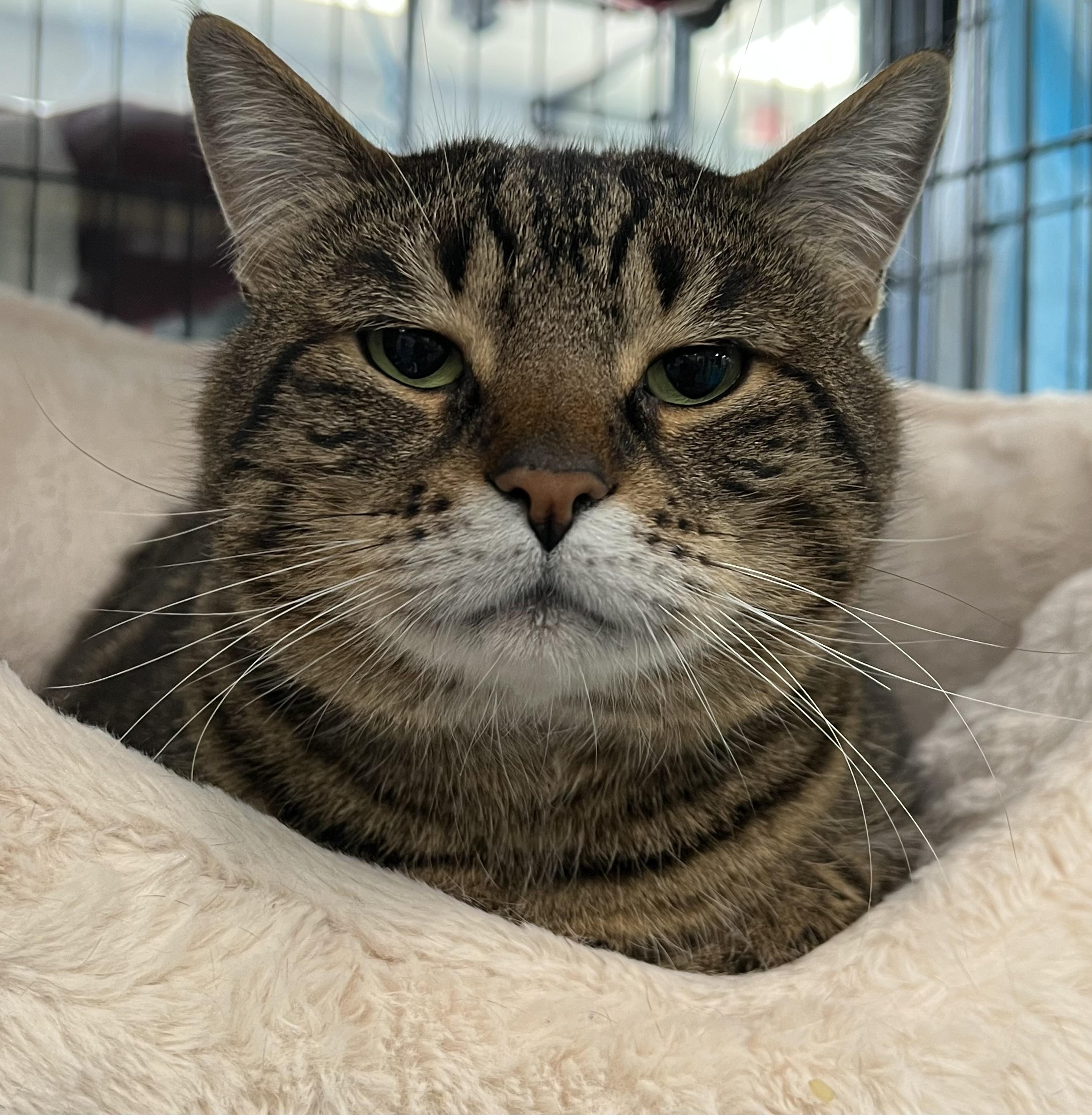 Enlarge Lorenzo, a ADOPTABLE Domestic Short Hair in Johnston, RI image 4/6