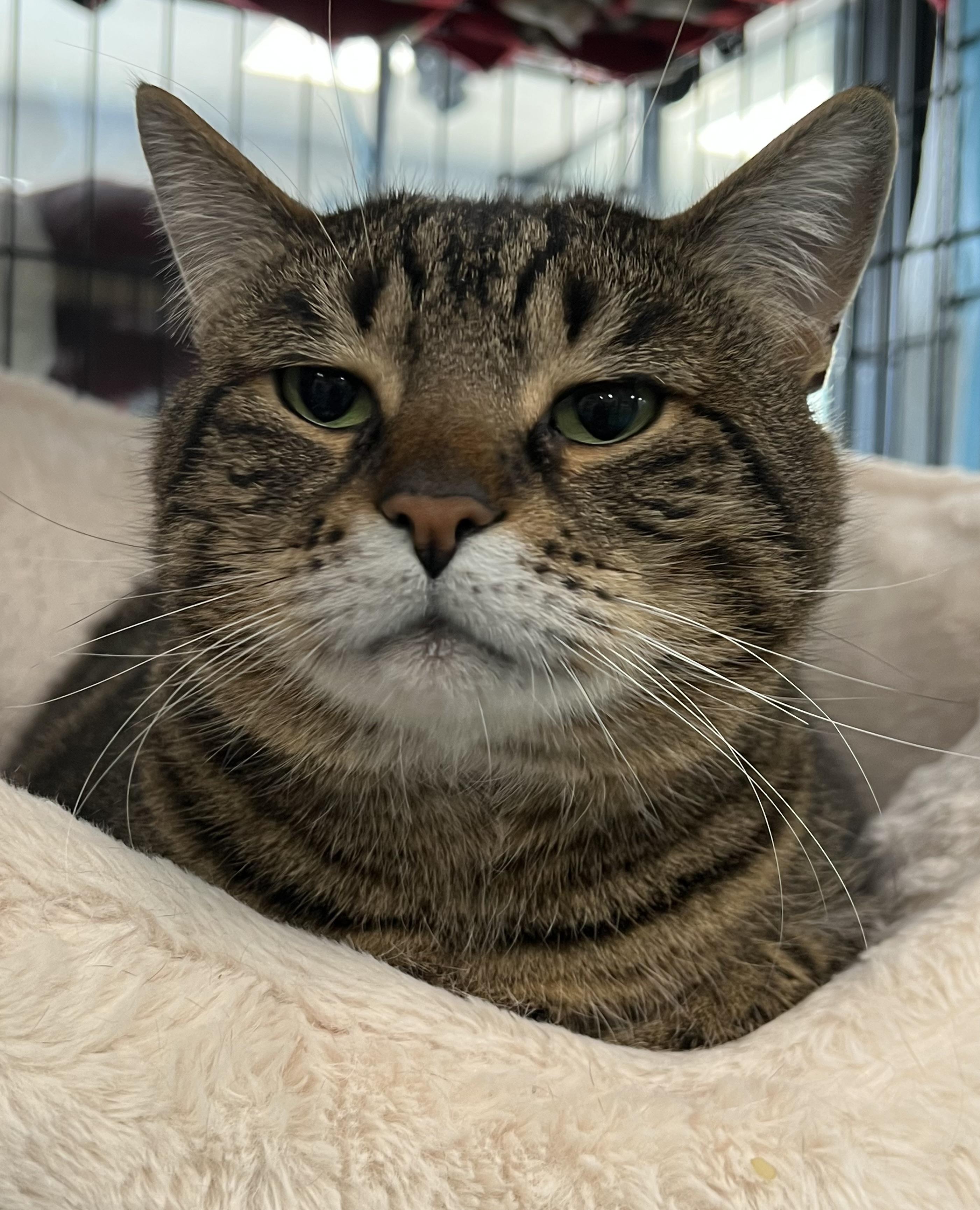 Enlarge Lorenzo, a ADOPTABLE Domestic Short Hair in Johnston, RI image 6/6