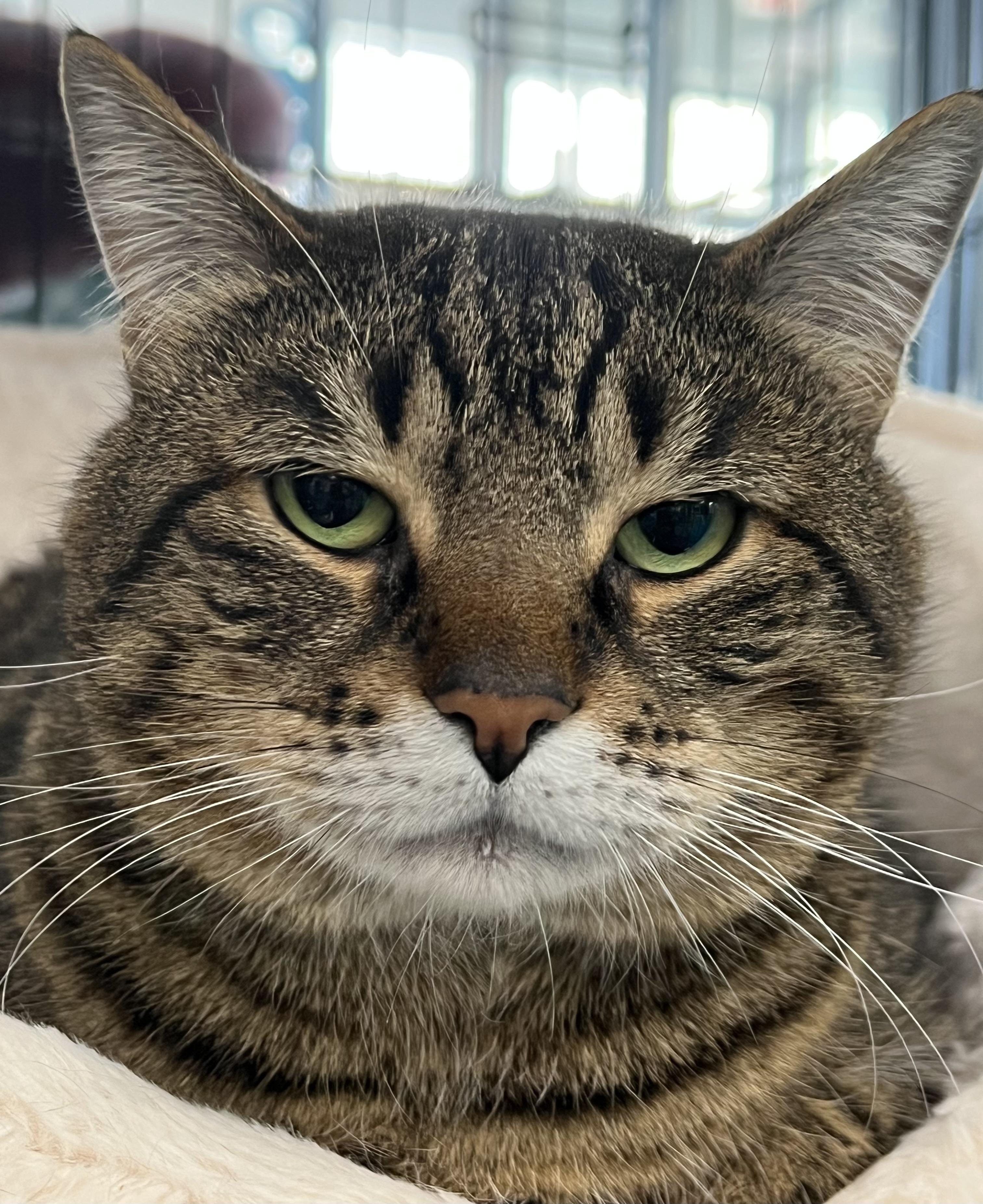 Enlarge Lorenzo, a ADOPTABLE Domestic Short Hair in Johnston, RI image 2/6