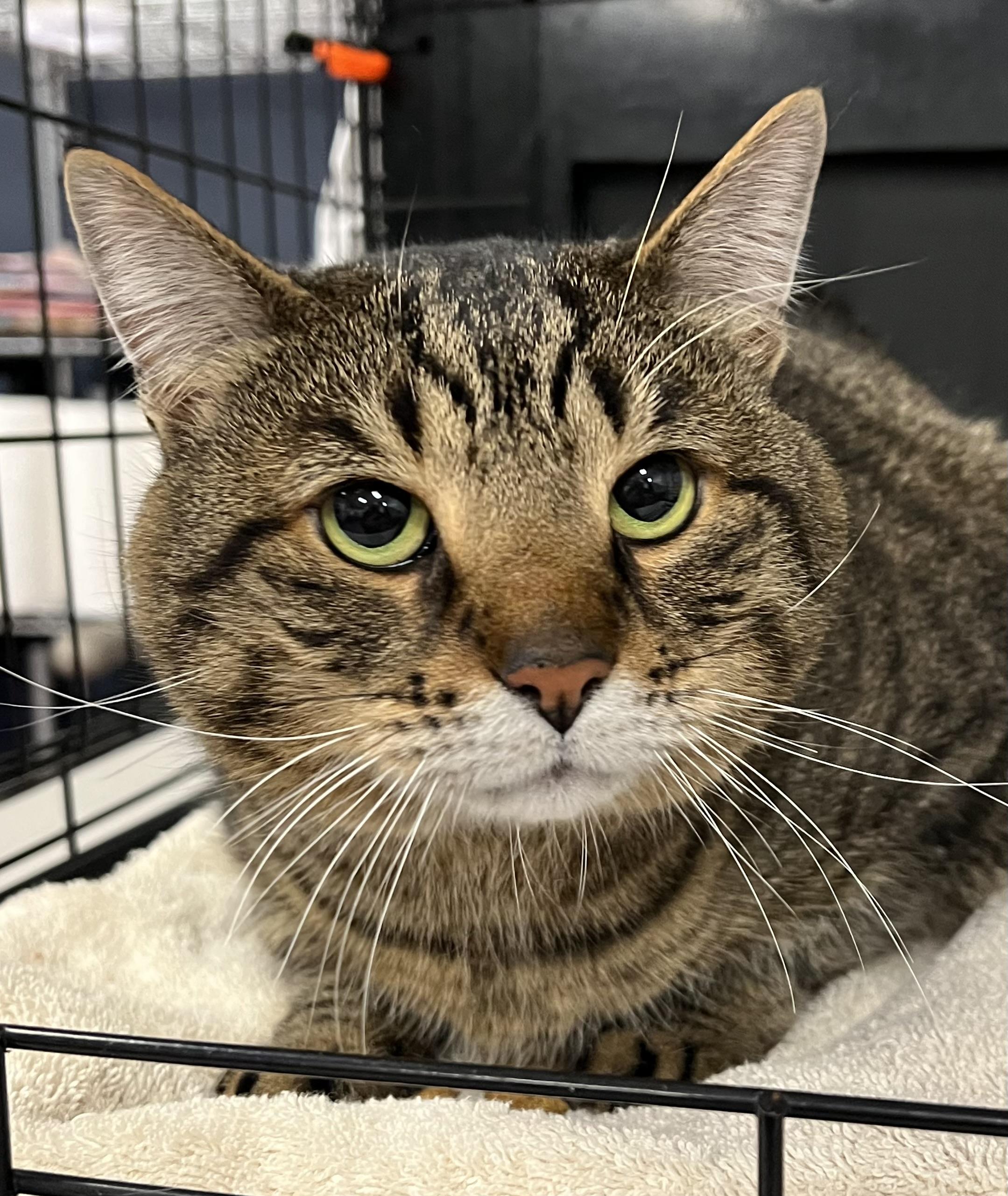 Enlarge Lorenzo, a ADOPTABLE Domestic Short Hair in Johnston, RI image 3/6