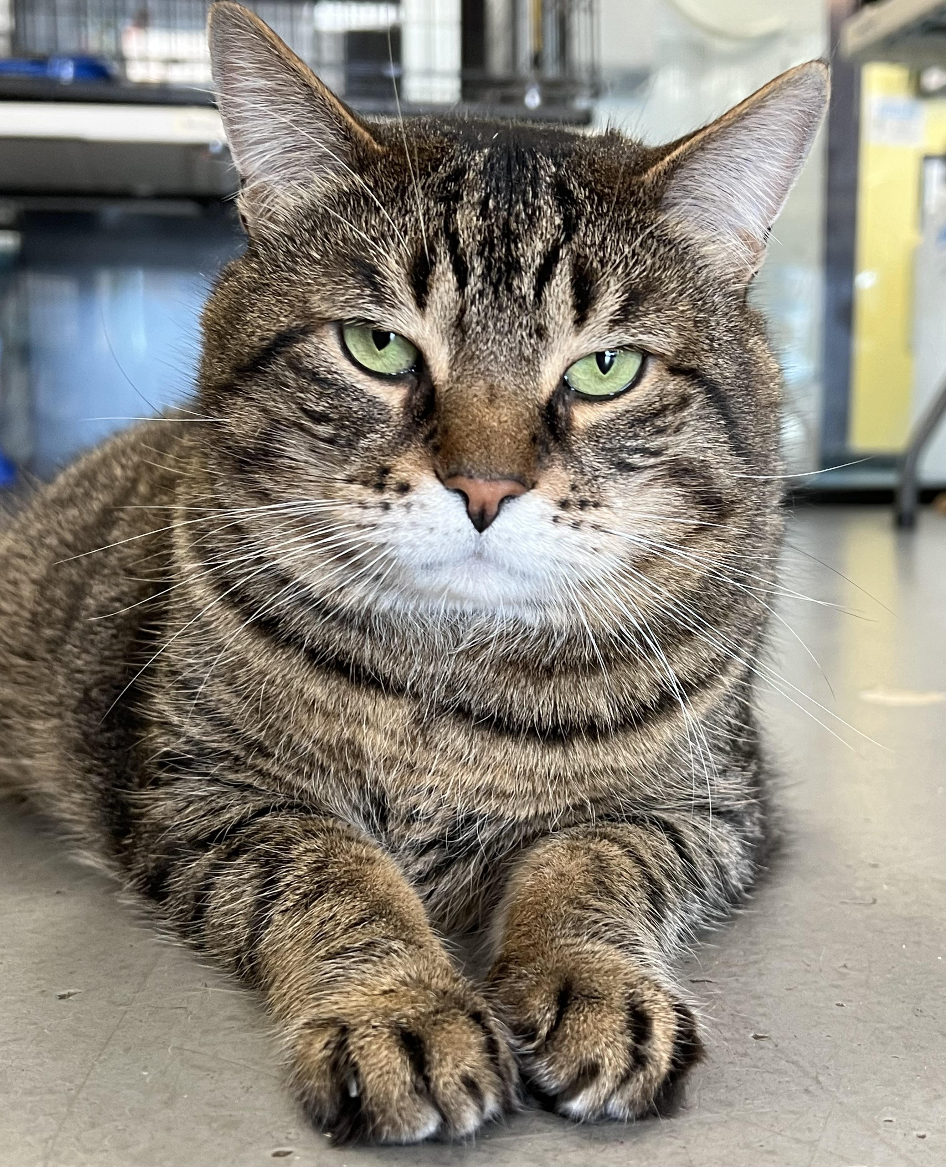 Lorenzo, ADOPTABLE, Adult Male Domestic Short Hair.