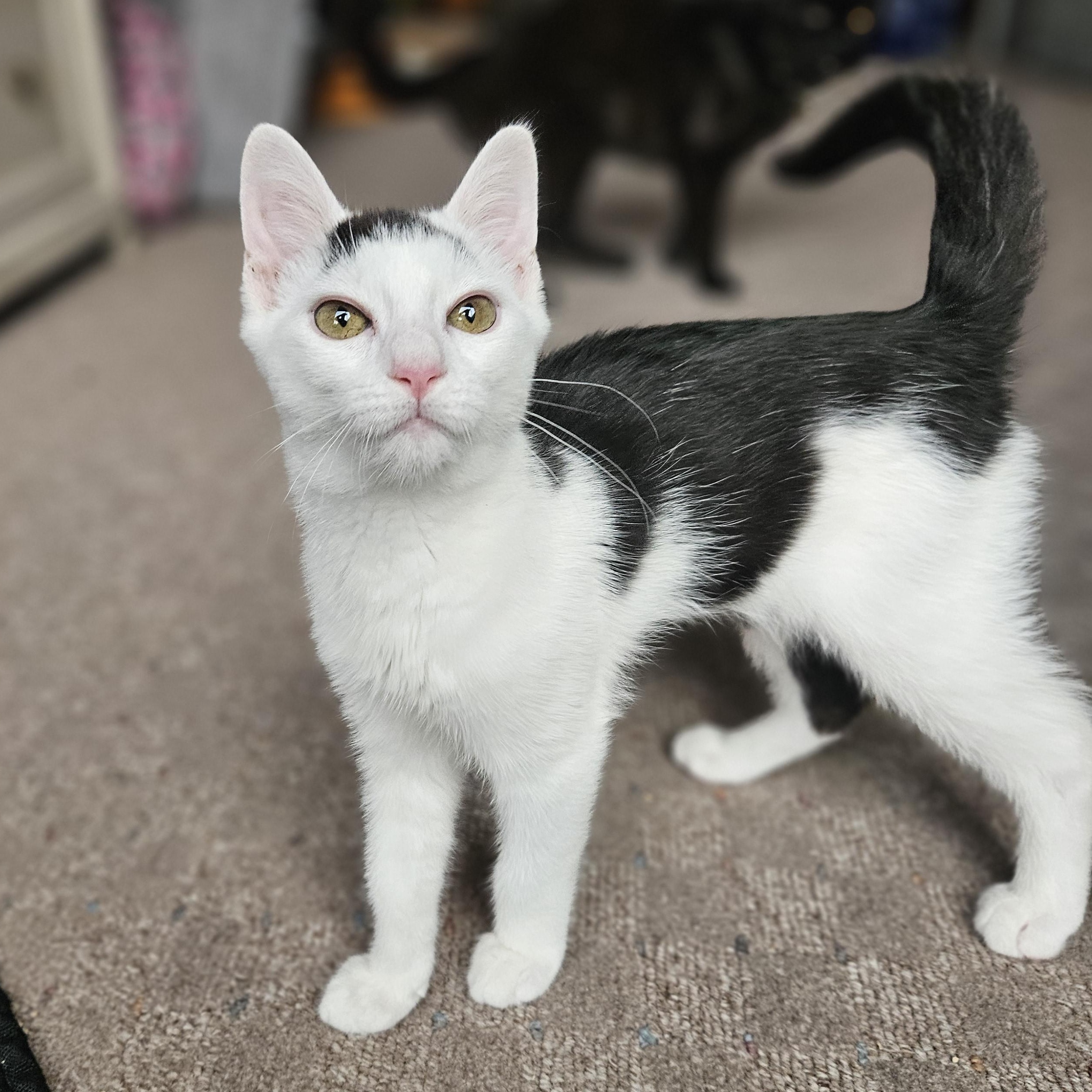 Cowser, Young Male Domestic Short Hair